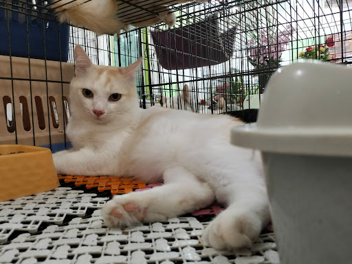 B&D Pet Store