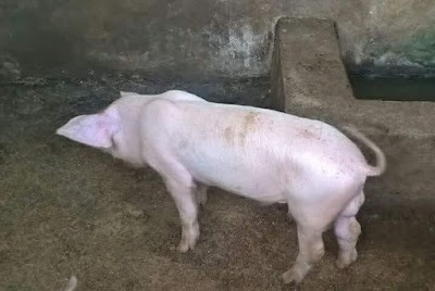 Photos of Ferme CAZN Congo