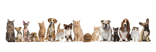 Absolutely Animals - Dog Grooming Salon