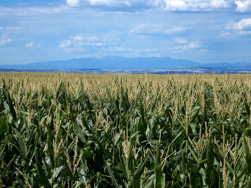 Navajo Agricultural Products Industry, NAPI - Thumbnail