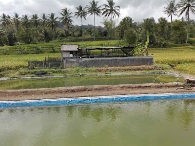 Photos of IKHWAN CATFISH & KOI FARM