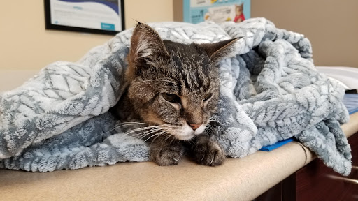 VCA South County Animal Hospital - Thumbnail