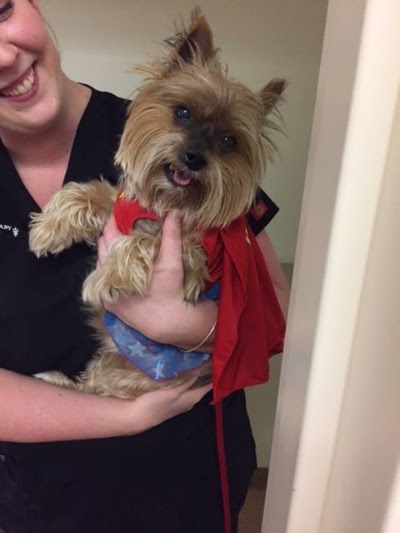 veterinary-care