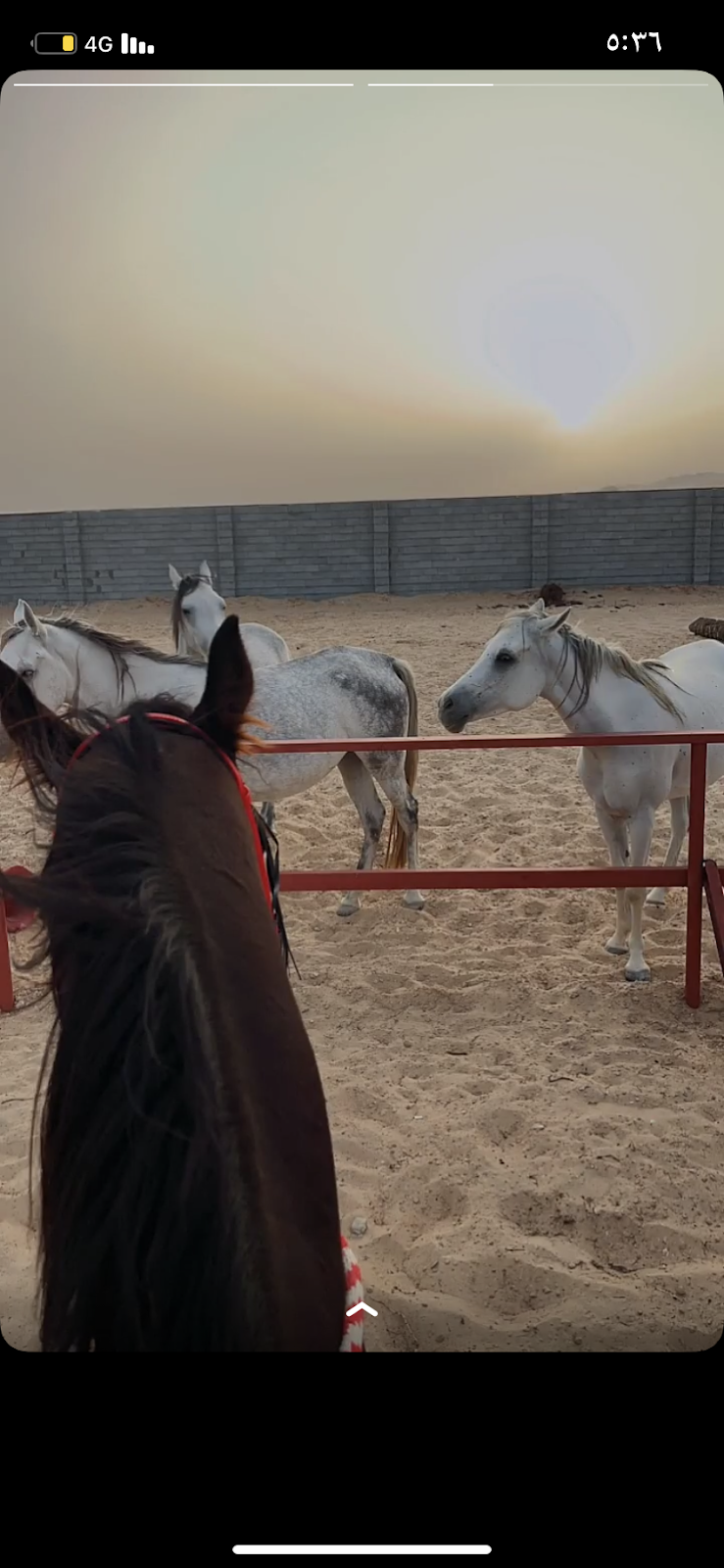 مربط البارز - صورة 2