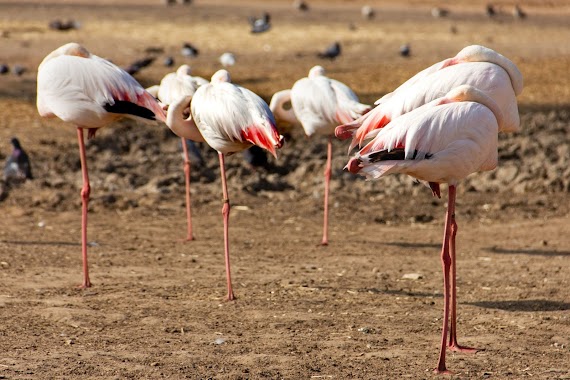 Zoological Garden, Author: Sagi Tabachnick