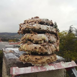 Photo n°9 de Sas Les gars du vide (travaux en hauteur) à Saint-Just-Malmont (Service d'élagage)