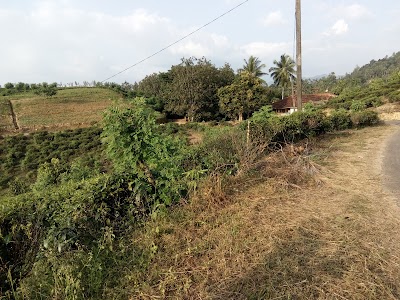 Photos of Sinhawali Tea Factory