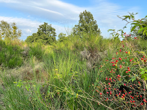 Sielmann Nature Park Döberitz Heath - Thumbnail