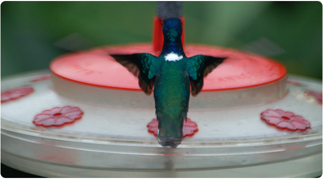 PAX Guest House by null