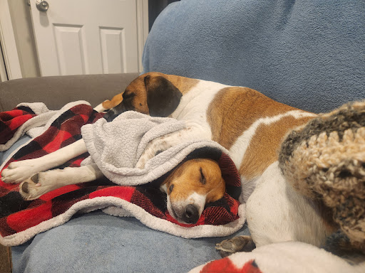 Animal Adoption Center - Thumbnail