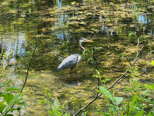 Washingtonian Woods Park - Thumbnail
