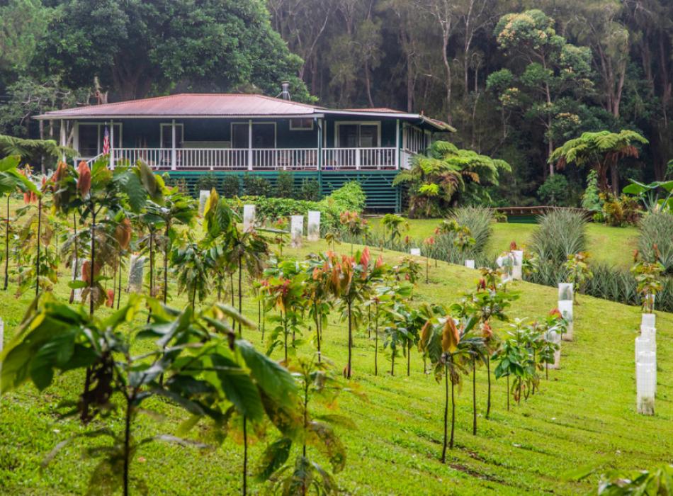 Honoka'a Chocolate Co FARM TOUR and GUIDED TASTINGS