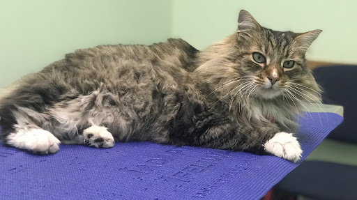 Petvacx Animal Hospital - Thumbnail