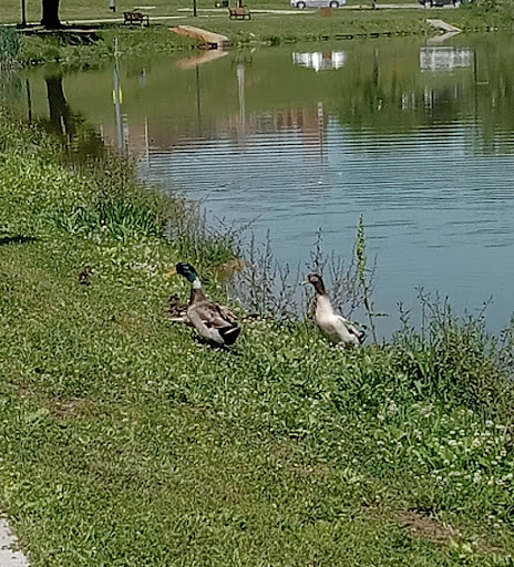 Alcoa Duck Pond - Thumbnail