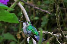 Monteverde Hummingbird Gallery, Monteverde, Costa Rica
