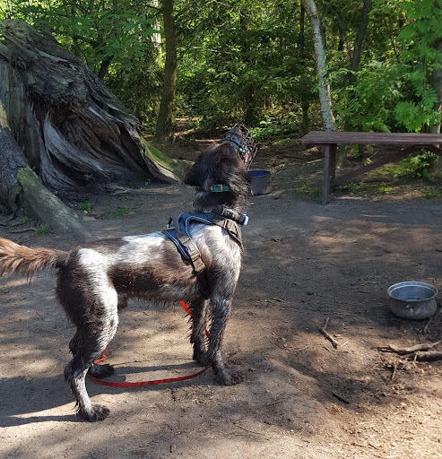 Hundeauslaufzone Tangstedter Forst - Thumbnail