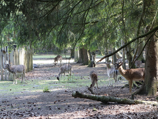 Wildpark Burg Dinklage - Thumbnail