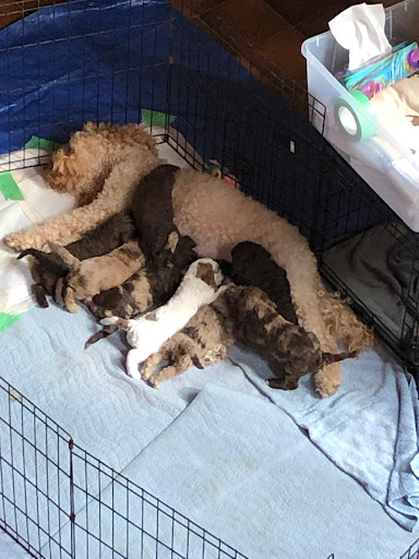 Carnegy Animal Hospital - Thumbnail