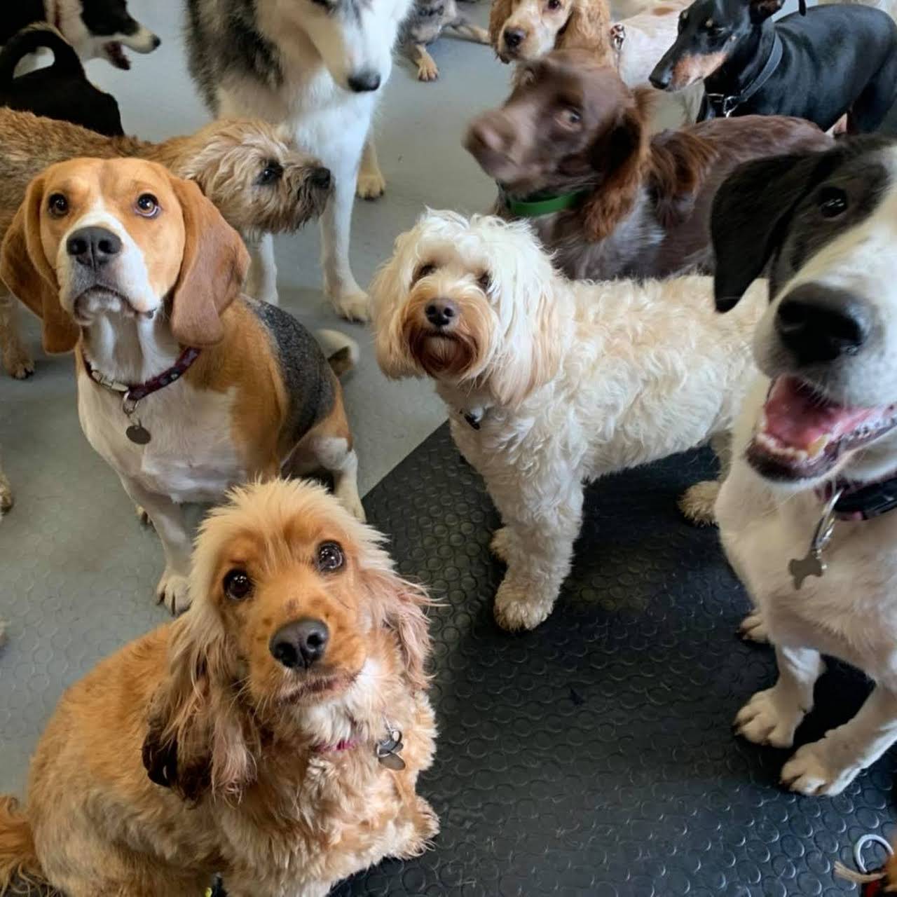 Goody 4 Paws Dog Daycare and Training Centre Dog Day Care Centre