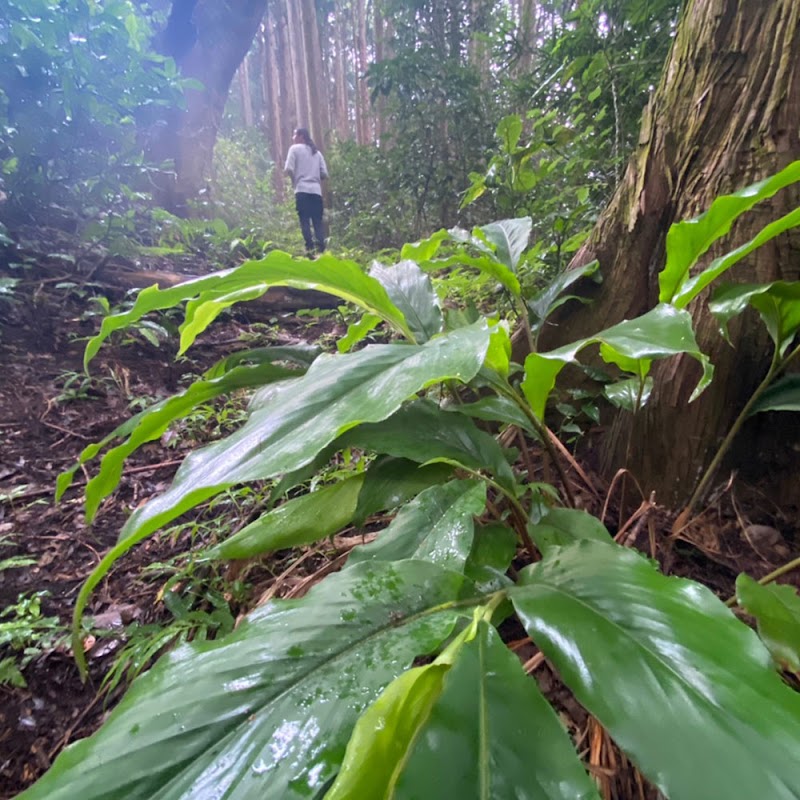 マイキャンプ 小田原 早川