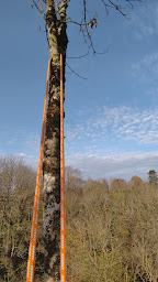 Photo n°20 de SEYVE à Saint-Juéry (Service d'élagage)