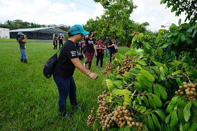 University of Hawaii at Hilo, experimental ag farm