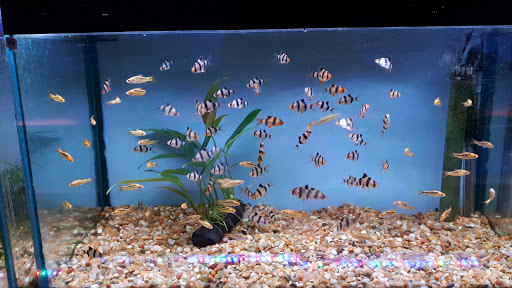 Amazon Aquatics - Visual