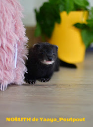 Photo n°20 de Élevage de furet Yaaya_Poutpout …Contact par Mail et ouvert sur Rendez-vous… à Beauvallon (Éleveur)