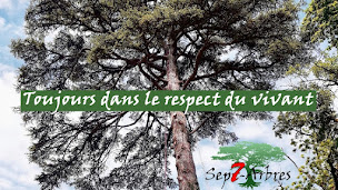 Photo n°1 de Sept - Arbres à La Sauve (Service d'élagage)