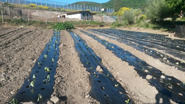 Agriturismo Ai Carconi - Prodotti tipici a Lagonegro