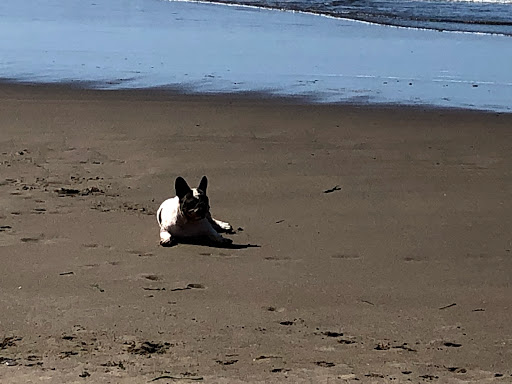 Umpqua Valley Kennels French Bulldogs - Thumbnail