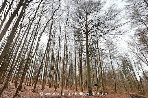 Schulmeisterbuche - Visual