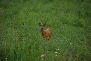 Photo n°7 de L'Australe à Larroque-Toirac (Chambre d'hôtes)