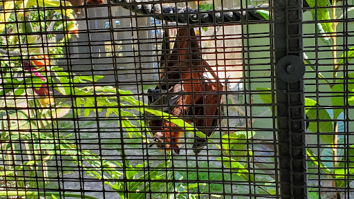 Lubee Bat Conservancy - Visual