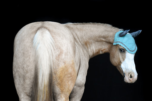 Y Knot Equestrian
