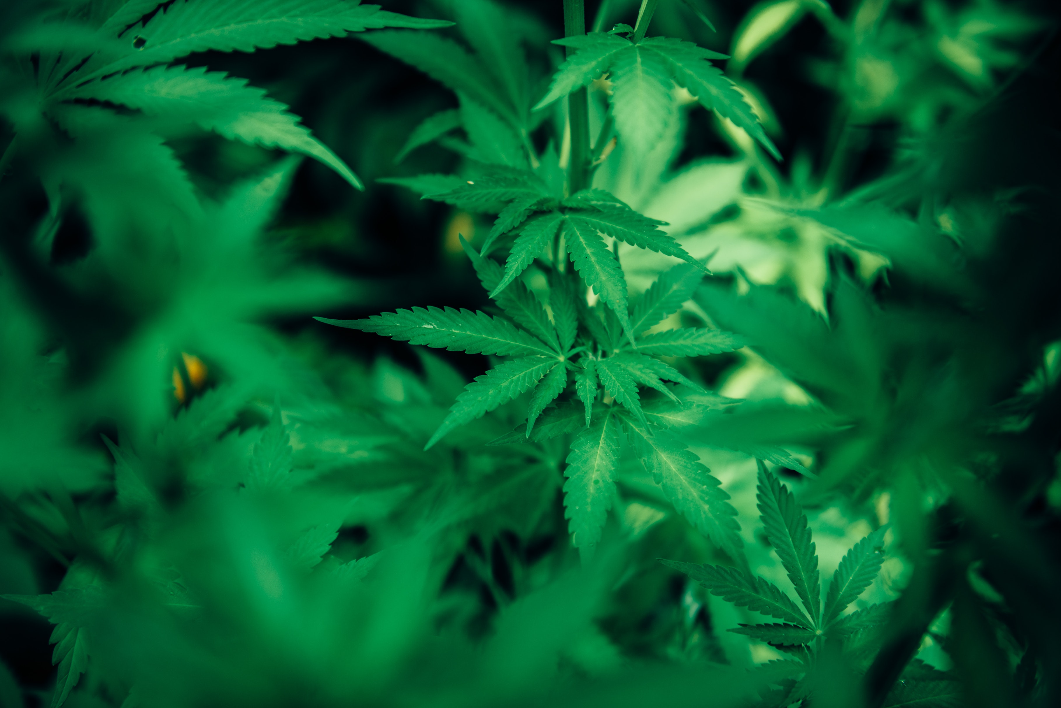 Elevate Maine - Medical Cannabis