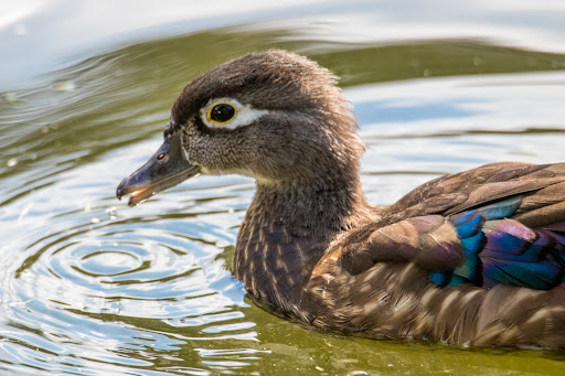 Vogelteich - Visual