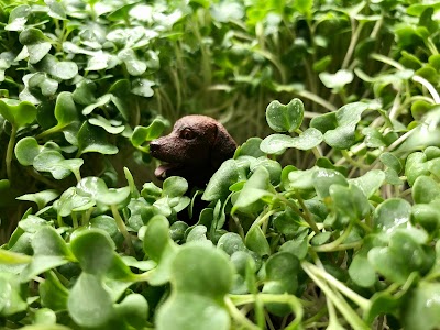 HydroCat Microgreens