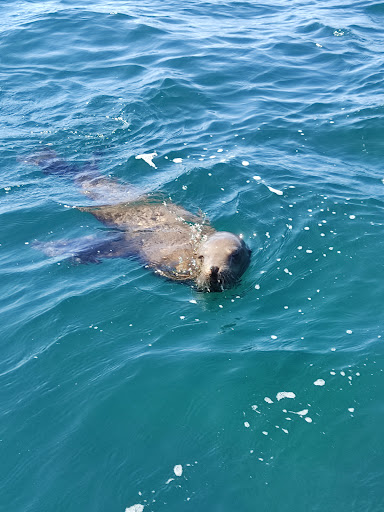 Hakuna Matata Baja Tours Gallery - Mexico