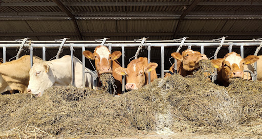 Photo de EARL Potier à Montfort-en-Chalosse (40380)