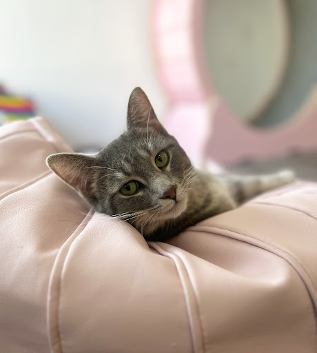 Happy Cat Cafe - Thumbnail