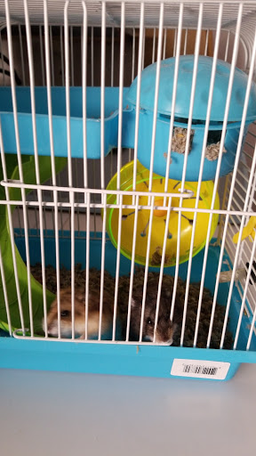 Pet Shop JC Gomez - Thumbnail