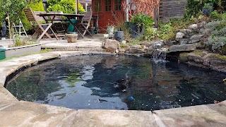 Parkstone Koi & Pond Maintenance