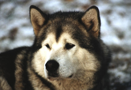 Alaskan Malamute Kennel Issues of Yukon Hubertusweg 10, 51545 Waldbröl