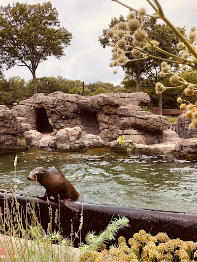 California Sea Lion Pool