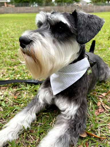 Bark buddy llc - Visual