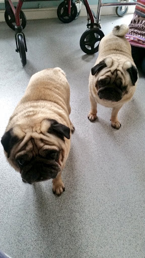 Pets at Home Dorchester - Thumbnail