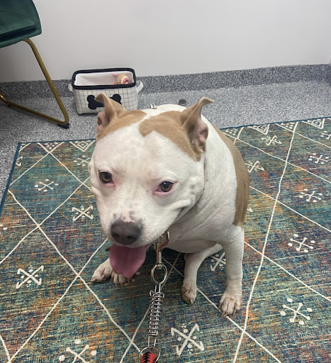 PetVet365 Pet Hospital Pittsburgh/Cranberry - Thumbnail