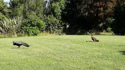Photos of Faisanes de Metrenco
