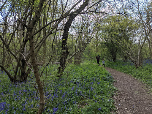 Archers Wood Nature Reserve - Thumbnail
